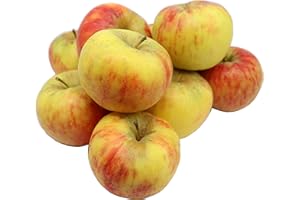 ‎BLEICHHOF Bleichhof Äpfel Topaz - süß-säuerliche und sehr saftige Sorte aus der Pfalz (5kg)