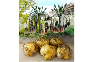 GARTHWAITE NURSERIES® : - 10 (Bulgarium) Allium Nectaroscordum (Sicilian Honey Lily) Bulbs 120 Cm High Garden Summer Perennial
