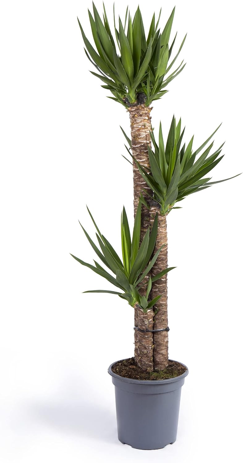 Cool Green - Decoracion hogar - Yuca Grande - Plantas naturales interior