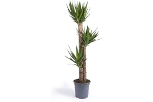 Cool Green - Decoracion hogar - Yuca Grande - Plantas naturales interior