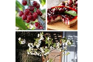 Cherry Stella (Prunus) Fruit Tree Sweet Cherries Best Known Dessert Cherry Easy to Grow Your Own Juicy Outdoor Garden Fruit Trees, 1x Bare Root Plant by Thompson & Morgan