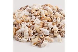 HERZWILD Shells Craft Shells with Holes. Ideal for Crafts, Decoration or Jewellery Making (18-21 mm)
