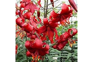 COOTO Giglio Bulbi Fiori Perenni da Esterno – Rizoma Giglio di Tigre Redflavour - Bulbi Giglio Piante Vere da Esterno - Gigli Fiori - Semi Fiori Perenni Giardino - Lilium Bulbi Fiore