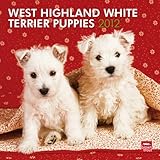 West Highland White Terrier Puppies 2012 by 