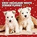 West Highland White Terrier Puppies 2012 by 