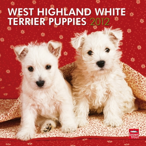 West Highland White Terrier Puppies 2012