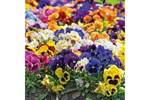 THOMPSON & MORGAN Pansy ‘Matrix Mix’ Plug Plants Viola x wittrockiana Hardy Perennial Plant Flowering Garden Plants for Patio or Cottage Gardens 36 Plugs by Thompson and Morgan