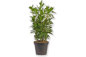 Blumen-King.de Laurus Nobilis Lagerbärsväxt kryddblad