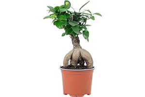 FLOWERBOX Chinesische Feige - pflegeleichte Zimmerpflanze, Ficus Ginseng - Höhe ca. 25 cm, Topf-Ø 12 cm