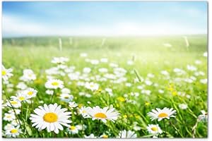 AUGENBLICKE WANDBILDER 120x80cm Gänseblümchen Wiese Frühling Himmel - Leinwandbild auf Keilrahmen modern stilvoll - Bilder und Dekoration