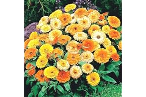 TÛCHE Semi fiori CALENDULA GRANDIFLORA MULTICOLORE In Busta Ermetica MADE IN ITALY Qualità superiore con 95% di germogliazione con istruzioni