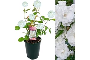 CARBETH PLANTS Silver Wedding Rose Bush - 25th Wedding Anniversary Plant - Give a Living Gift (1 Plant)