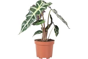 FLOWERBOX Hoja de flecha – verdadera planta de interior, Alocasia 'Polly' – Altura aprox. 25 cm, diámetro de maceta 12 cm