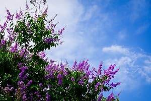 GROW YOUR SECRET GARDEN Purple Crape Myrtle Seeds - Unique Colour, Longest Blooming Tree