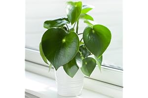 GARDENERSDREAM Peperomia Polybotrya Raindrop | Planta de interior compacta ideal (20-30 cm incluye maceta)