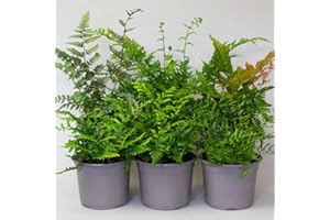 TROPICAL PLANTS UK BRITISH GROWERS 6 x Garden Fern – Margin Pond Plants, Hardy Evergreen Plants Outdoor, Shade Loving Ferns, Supplied in 13cm Pots