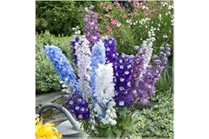 PREMIER SEEDS DIRECT - Perennial Delphinium - Crown Pacific Mix - 200 Seeds
