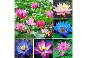 Haloppe 10 Pz Fiori di Loto Piante Semi per la Piantagione del Giardino di Casa, Candock Piante Acquatiche Giglio Idroponico Perenni Semi di Fiore di Loto Semi di Loto