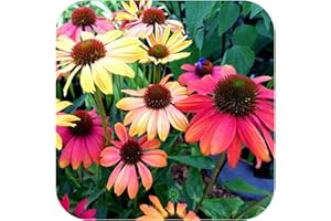 GROWTANICAL Echinacea 'Cheyenne Spirit' x 6 Large Plug Plants Hardy Perennial