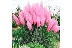 Oce180anYLVUK 350 Pz Semi di piante resistenti al freddo Germinazione rapida Multi-colore Pampa Semi di piante ornamentali per esterni Pink Pampas Grass Seeds