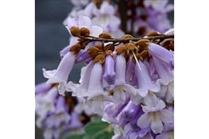 ZHOUBAA Semi per giardinaggio, 100 semi di Paulownia Elongata, foresta, albero a crescita rapida, piante da giardino – semi di Paulownia