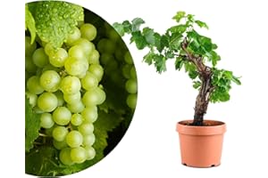 Meine Orangerie Vigne exclusive Vitis Vinifera en forme de bonsaï - Vigne de qualité supérieure - Bonsaï d'intérieur et d'extérieur facile d'entretien - Plante décorative et durable pour la maison et