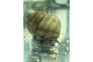 Topbilliger Tiere Teich Sumpfdeckelschnecke - Algen und Laubfresser - Gesundheitspolizei im Gartenteich! 3X