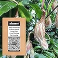 abamec The Rarest Brahma Kamal (Epiphyllum Oxypetalum), Queen of the Night Plant Leaves Cutting for Growing - 3 Leave Cuttings