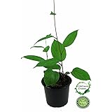 Mini Kiwi 2 Pflanzen im Set (Actinidia arguta), 1 Pflanze Männlich + 1 Pflanze Weiblich