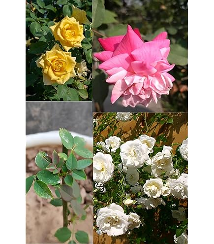 Zxxyanbi Rare Live Combo-3 Colour) Climbing Rose Flower Plant