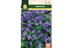 M MASCARELL SEMILLAS DESDE 1920 Mascarell Semillas, VIOLETA ODORANTE, Semillas Flores Exterior para Decoración, 0,1 Gramos