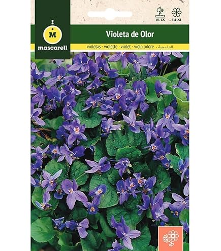 Graines De Violette Odorante Mascarell - Pour Jardin Extérieur, Fleurs Parfumées, Sachet 0,2 G - Plante Vivace Ou Bisannuelle