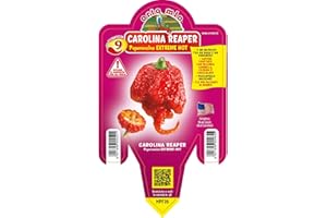 ORTO MIO 1 PIANTA IN VASO Ø 14CM PEPERONCINO PICCANTISSIMO CAROLINA REAPER ORTOMIO