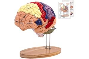 YonGyun Modello Anatomico di Cervello Umano, 2x Modello Di Anatomia Cerebrale Con Codice Colore A 4 Parti Con Figure A 9 Staccabili per la Visualizzazione di Medico di Neuroscienze Scienze Ricerca
