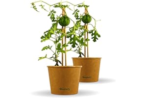 Bloomify® Mini Wassermelonen Pflanze "Werner" | 20-30 cm große ertragreiche Mini Wassermelone | extra süße, saftige und kernarme Melonen Früchte | für Topf, Kübel und Garten