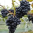 Erdbeertraube Isabella, pilzfeste Weinrebe mit blauer