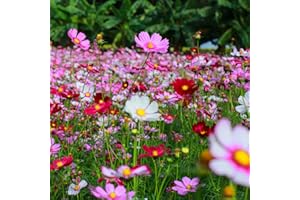 HUA XIAN ZI Crazy for Cosmos (Cosmos bipinnatus) Miscela di semi di fiori non OGM-Cosmos Confezione sfusa di 1500+ semi (10g)