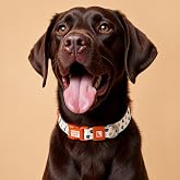 GOBYPET Desenli K&ouml;pek Boyun Tasması 25 mm, Ayarlanabilir 39-55 cm, G&uuml;&ccedil;lendirilmiş Emniyet Kilitli Toka, Paslanmaz Metal D Hal