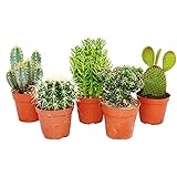 Exotenherz - 5 verschiedene mittelgroße Kakteen im Set, 8,5cm Topf, ca. 12-18cm hoch