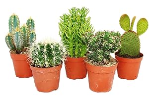 Exotenherz – 5 olika medelstora kaktusar i set, 8,5 cm kruka, ca 12–18 cm hög