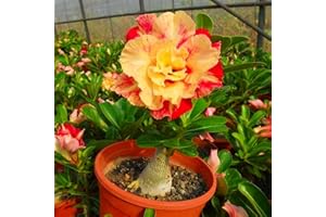 MHTSNW Planta rosa del desierto bulbos,Ornamentales,bulbo rosa del desierto,adenium obesum rosa del desierto,adenium obesum planta,rosa del desierto planta,parterres,resistentes,bonsái.-2bulbos-C