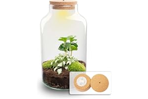 URBANJNGL Terrario de Plantas • Milky Coffea con lámpara • Planta ecosistema • ↑ 31 cm