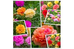 hua xian zi, Moss Rose (Portulaca Grandiflora) Colori misti 10000+ semi freschi