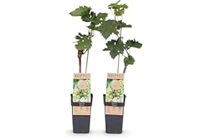 GREEN BOUTIQ GreenboutiQ - Plant de fruit - Raisin blanc - Vitis vinifera Bianca - 2 plantes - Pot 15cm Hauteur 50cm