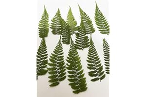 HANDI-KAFU 12 pcs Hou Leg Fern Real Natural Dried Pressed Flowers for Resin Art Craft DIY