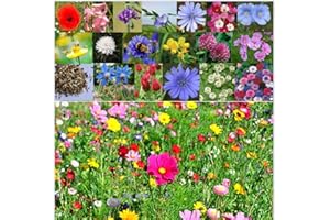 DAMAVAND PRO Premium Wildflower Seeds Mix for Beautiful Garden and Landscaping - Non-GMO for Bees, Butterflies, and Hummingbirds - Easy to Grow NO Grass 50g