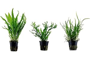 Tropica Pflanzen Set mit 3 Javarfarn Aquariumpflanzen Wasserpflanzen Nr.16