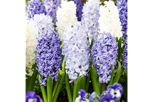 DUTCH BULBS EXCLUSIVE PLANTS FROM HOLLAND Bulbes Jacinthe Blue and White Mix - 15 Bulbes de Fleurs à Planter Exterieur - 3 Couleurs Plantes Vivaces Exterieur - Parfumées - Rustique - Naturelle Plantes de Hollande (pas de graines)
