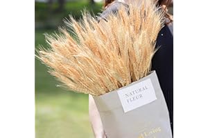 Jangostor 100 Pièces Blé séché, 43 cm Beige Tiges de blé Fleurs de blé séché Tiges de blé séché naturels pour Mariage Thanksgiving Décoration d'automne Décoration Bricolage Artisanat