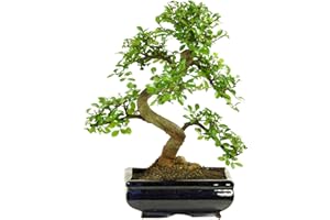 GENERIC Drzewko Bonsai z Ceramiczną Doniczką - Ligustrum, Ficus, Carmona, Podocarpus, Wiąz Chiński - Ok. 6-9 lat (Rozmiar doniczki 20 cm)